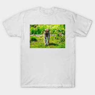 Amur Tiger T-Shirt